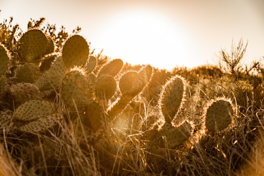 a field of cactus plants with the sun in the background