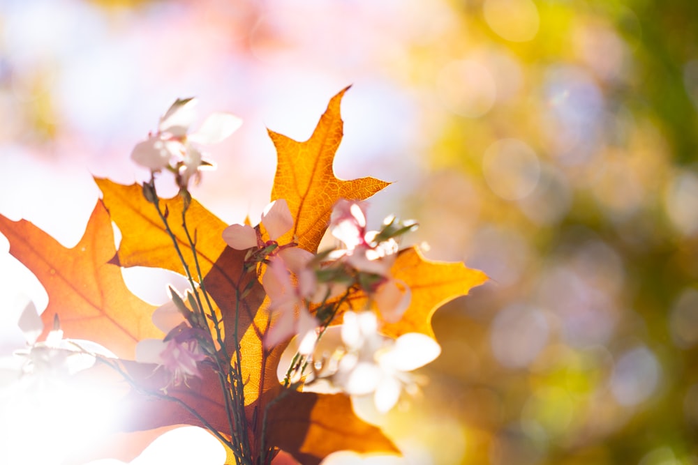 a close up of a leaf and flowers on a tree