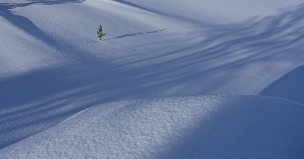 a lone tree in the middle of a snow covered field