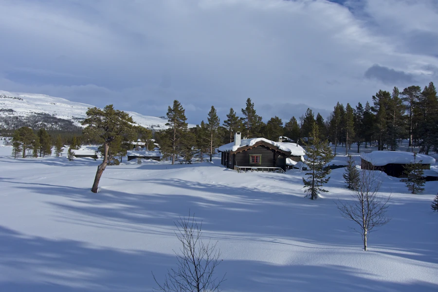 Hytte på snødekt fjellplatå med furutrær
