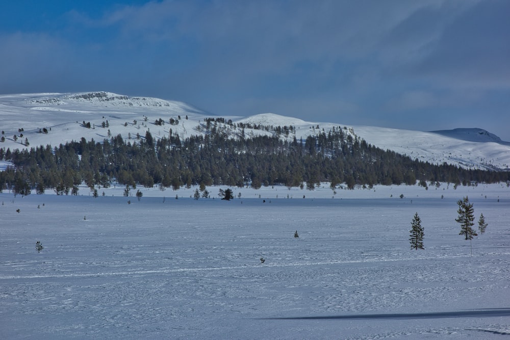 a snowy landscape with a mountain in the background