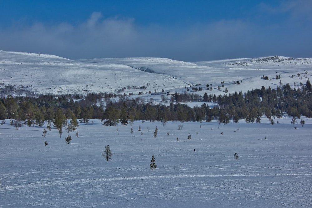 a snowy landscape with trees in the foreground