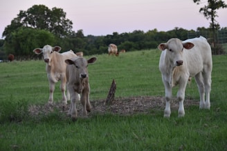 a couple of cows standing on top of a lush green field