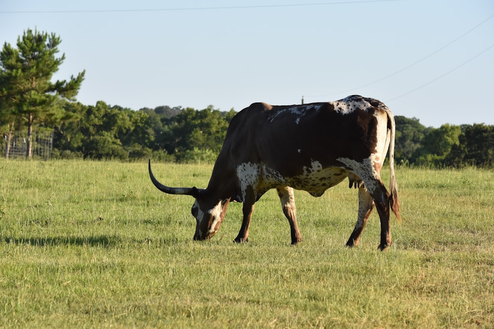 a black and white cow grazing in a field