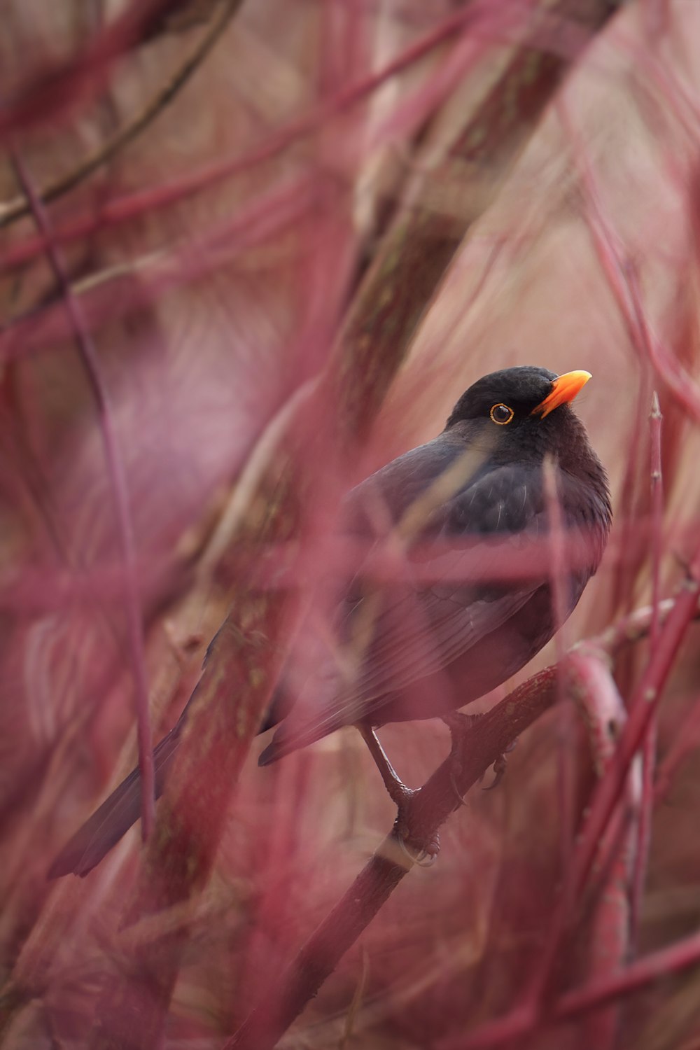 a small black bird sitting on a tree branch