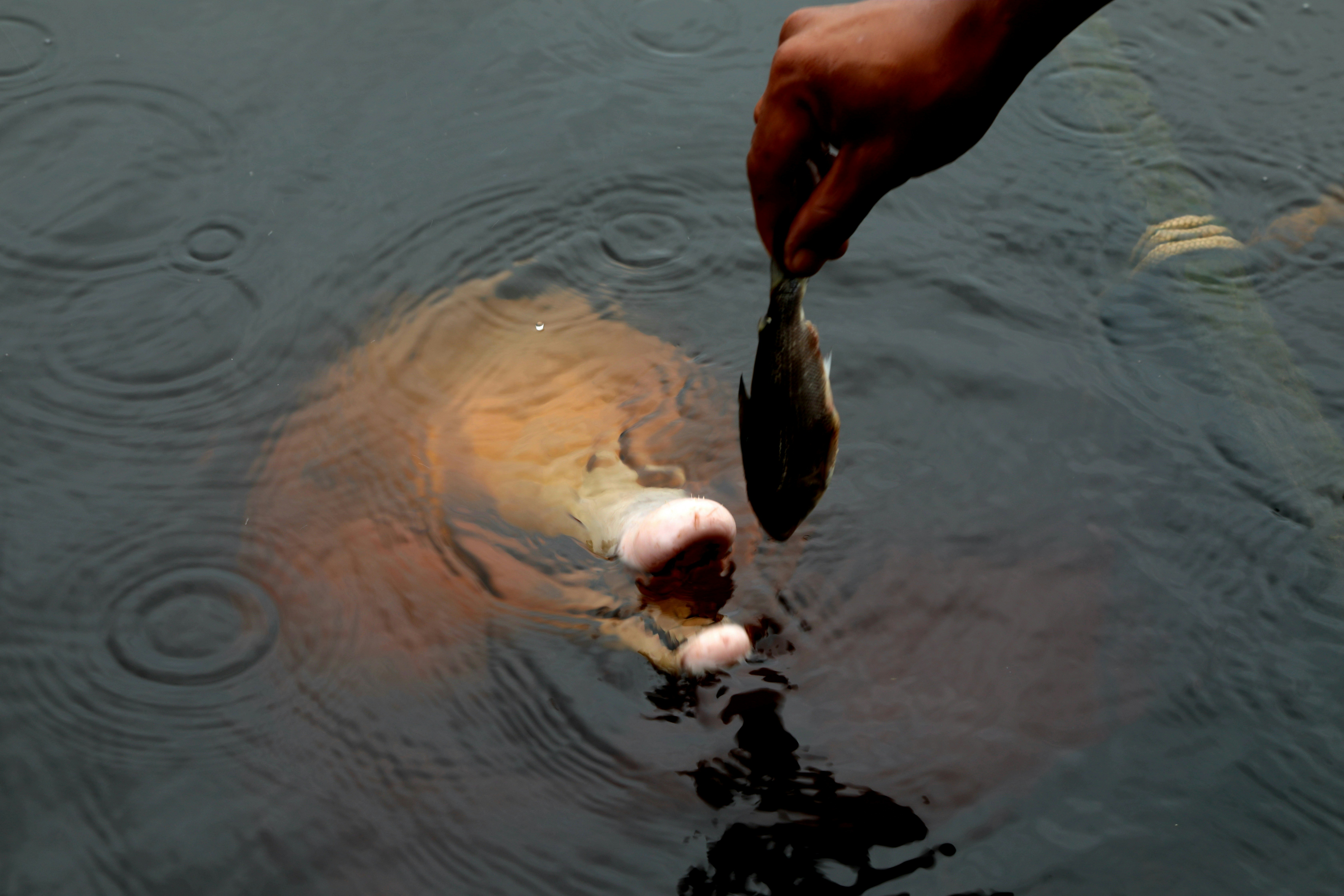 a person feeding a fish in a pond, 