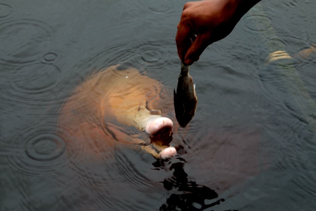 a person feeding a fish in a pond,