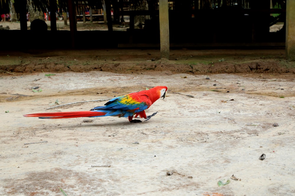 a colorful bird standing on top of a sandy ground