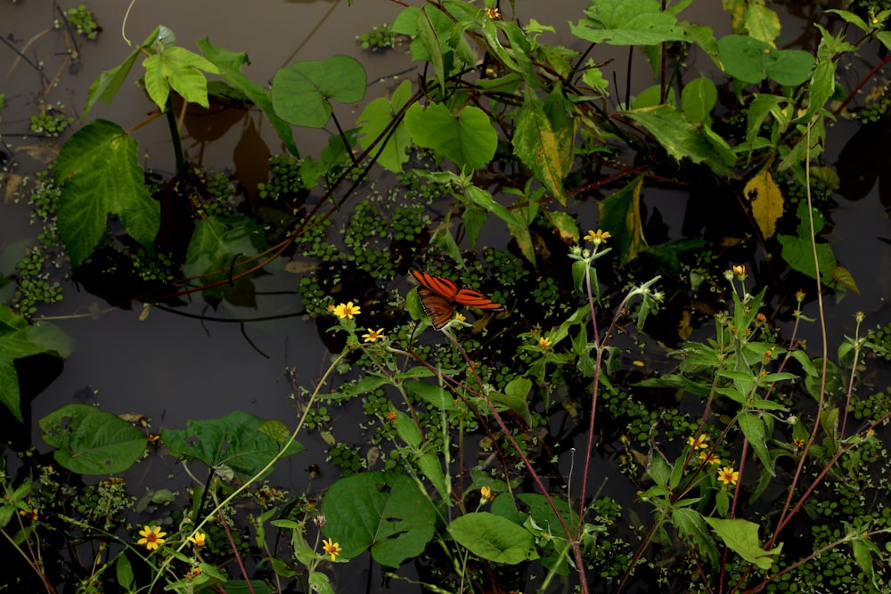 a red bird sitting on top of a lush green plant