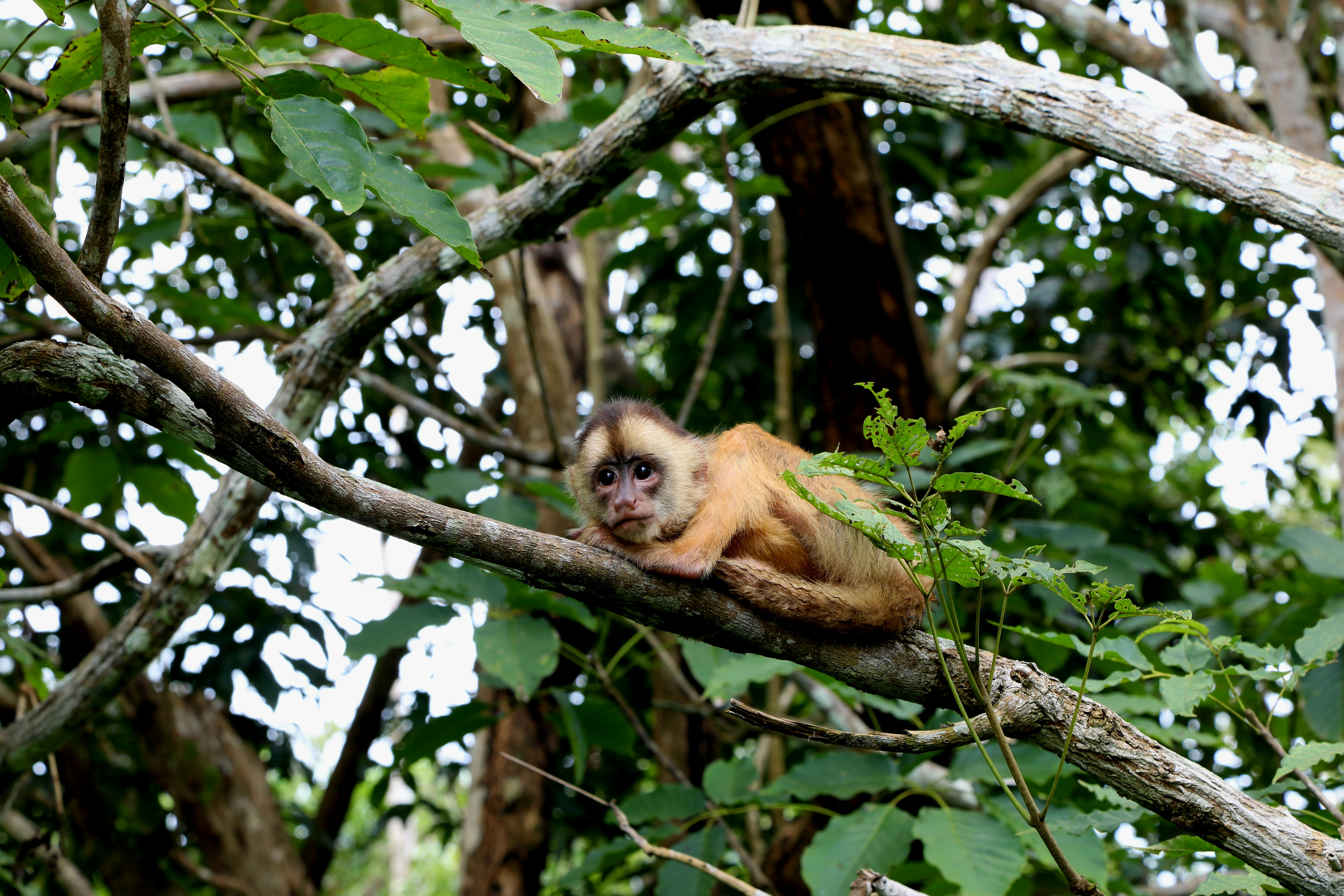 a monkey is sitting on a tree branch, 