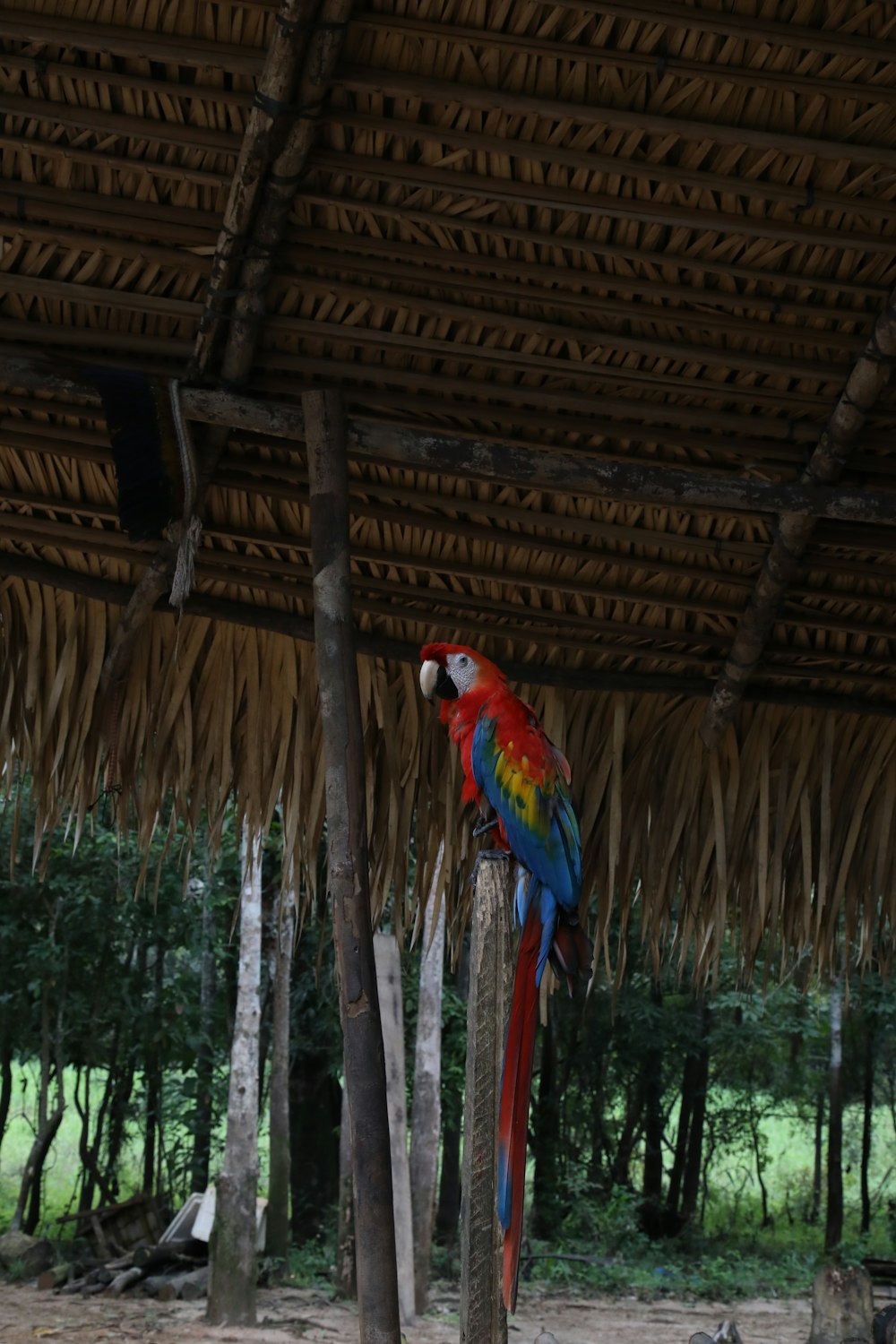 나무 기둥 위에 앉아 있는 화려한 앵무새