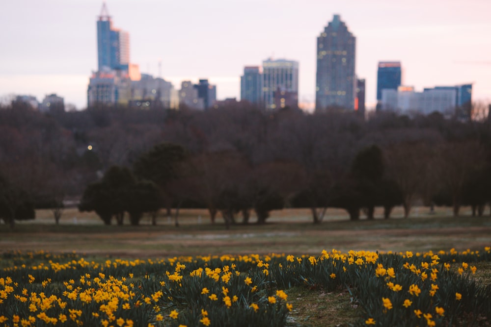 a field of yellow flowers with a city in the background