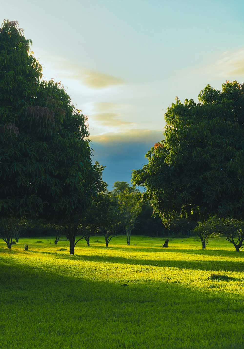 a grassy field with trees in the background