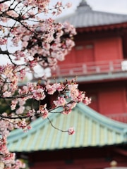 A serene view of a traditional Japanese temple surrounded by cherry blossoms in full bloom.