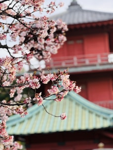 A serene view of a traditional Japanese temple surrounded by cherry blossoms in full bloom
