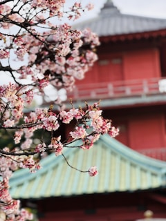 Serene view of a traditional Korean temple surrounded by cherry blossoms in full bloom