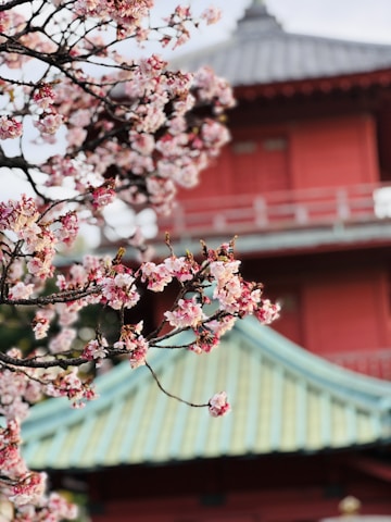 A serene view of cherry blossoms framing a traditional Tokyo temple.