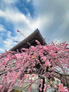 Traditional Asian temple with ornate roofs framed by cherry blossoms in full bloom.