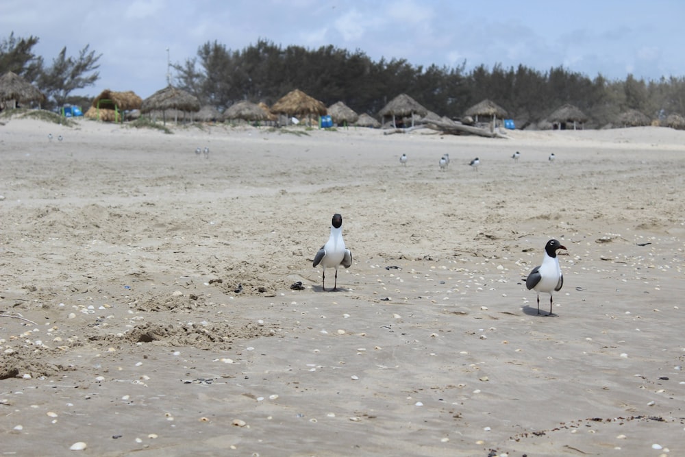 a couple of birds standing on top of a sandy beach