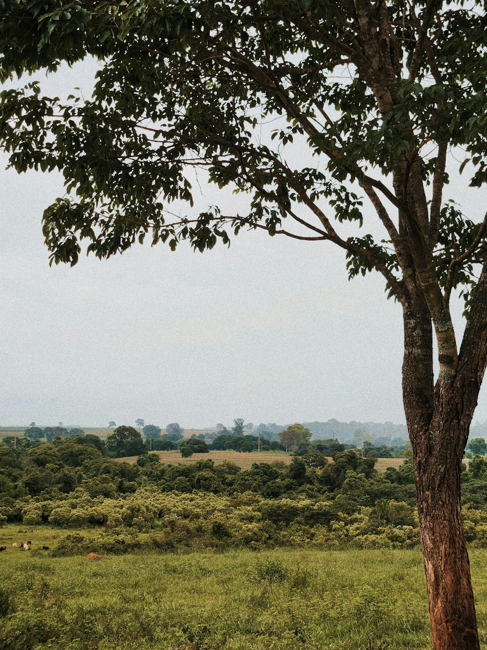 a giraffe standing next to a tree on a lush green field