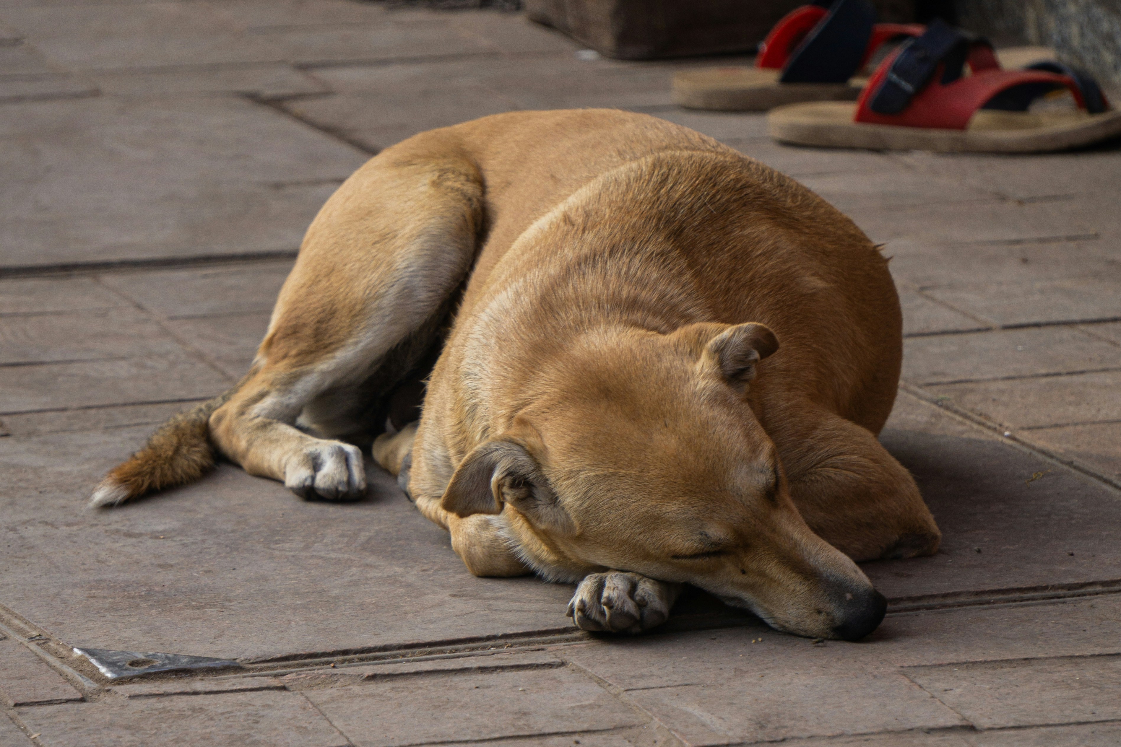 a dog laying on the ground with its head on the ground