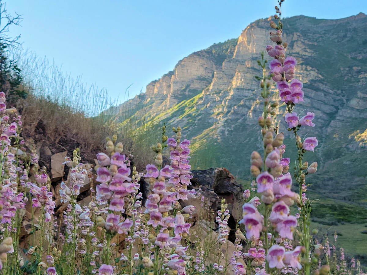 Pink wildflowers in front of a sunlit cliff in a Utah canyon