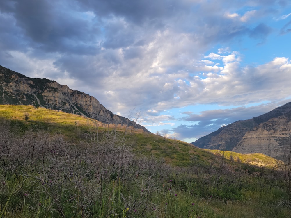 a grassy field with a mountain in the background