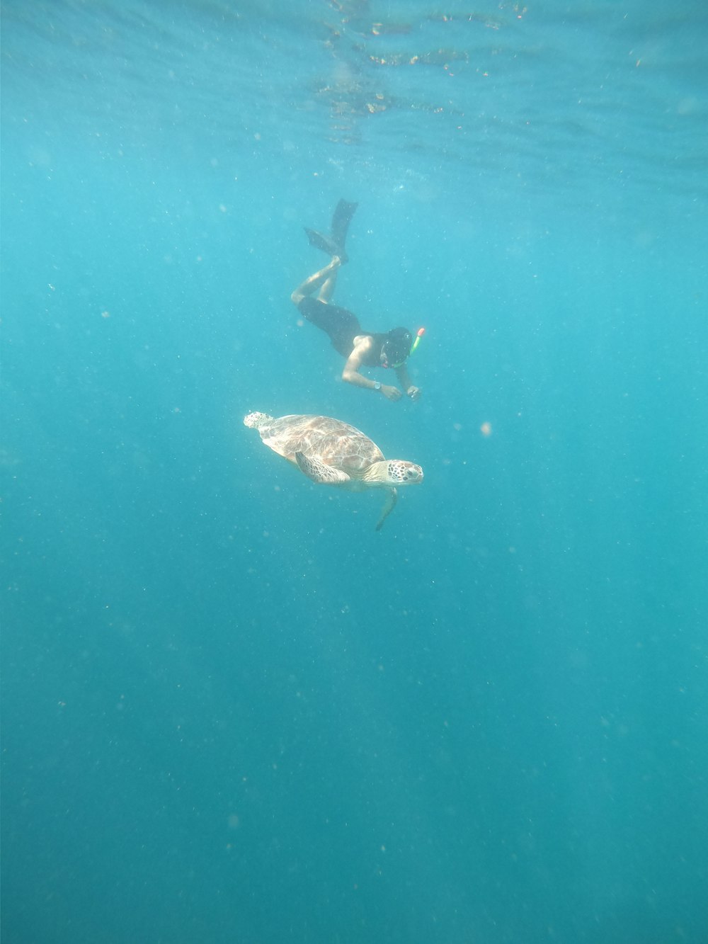 a person swimming in the ocean with a turtle