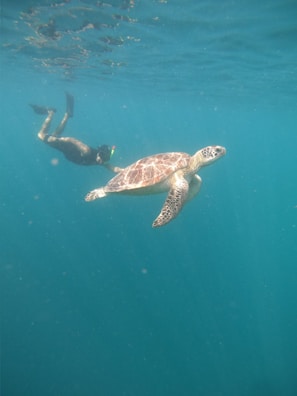a man swimming next to a turtle in the ocean