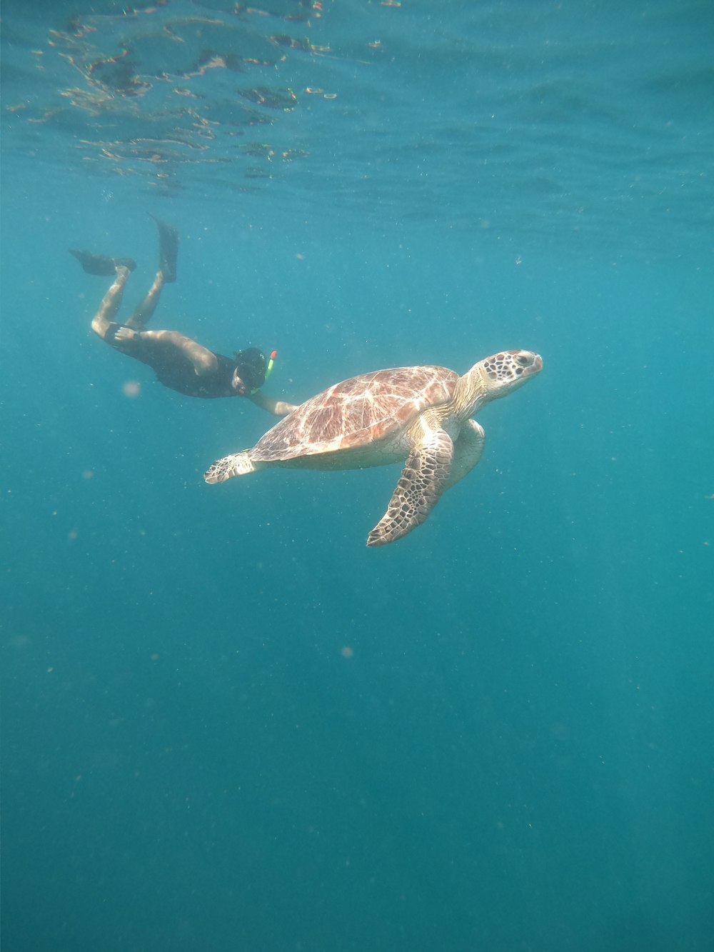 a man swimming next to a turtle in the ocean