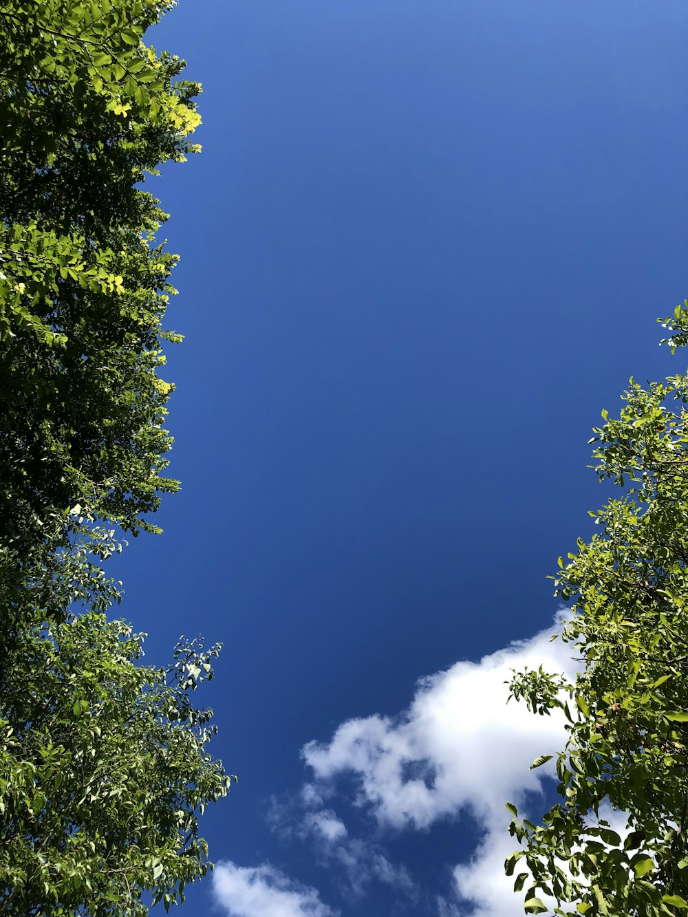 a blue sky with some clouds and some trees