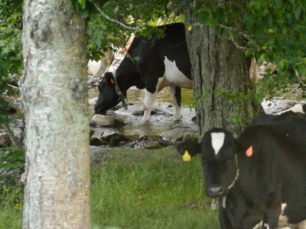 a couple of cows that are standing in the grass