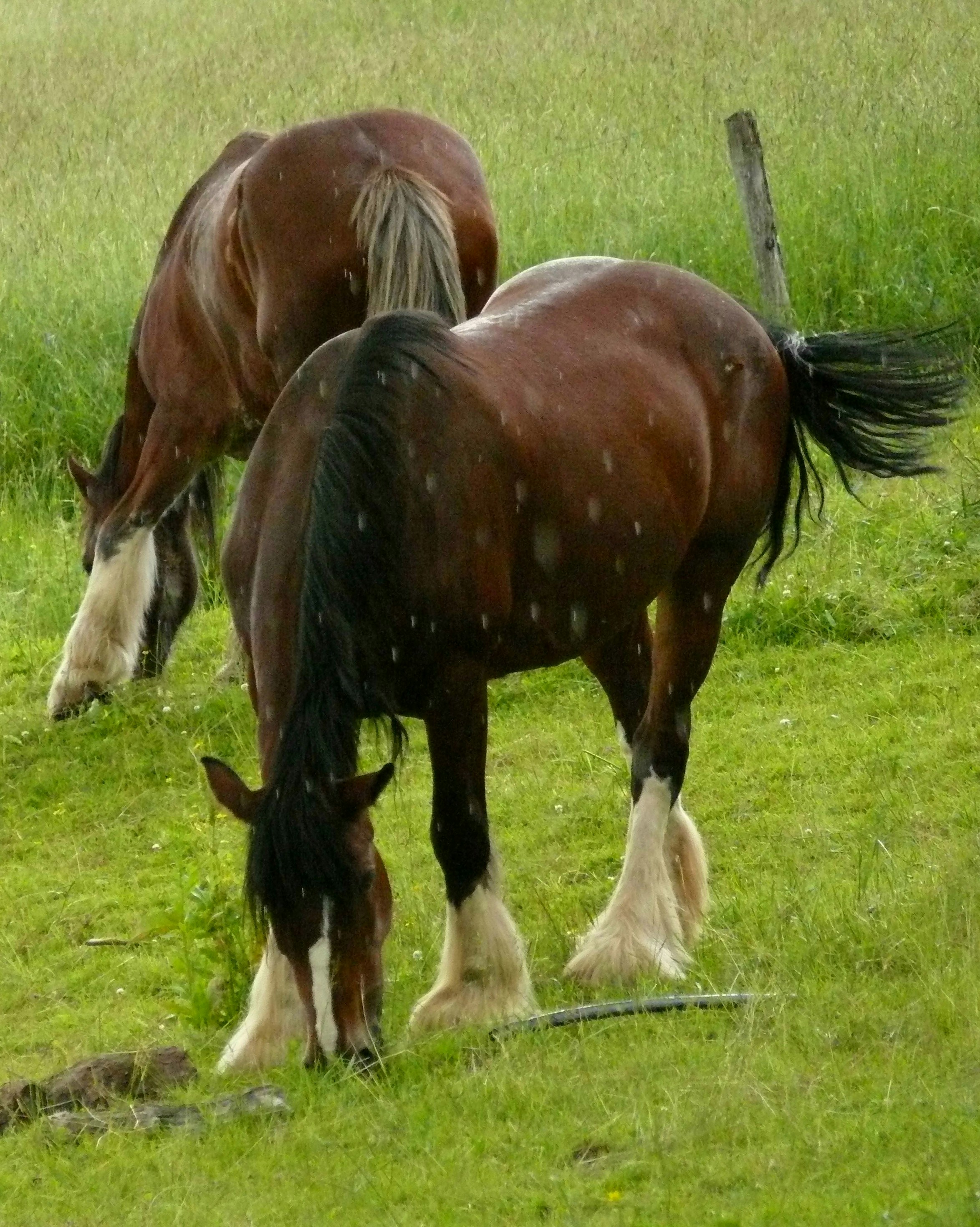 two brown horses grazing on grass in a field