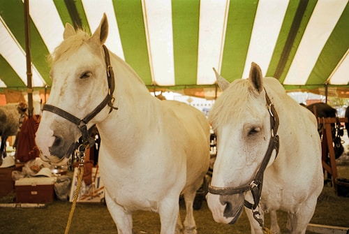 Two white horses with bridles stand side by side under a large tent with green and white stripes. The background shows various equestrian equipment, including saddles and other horses.