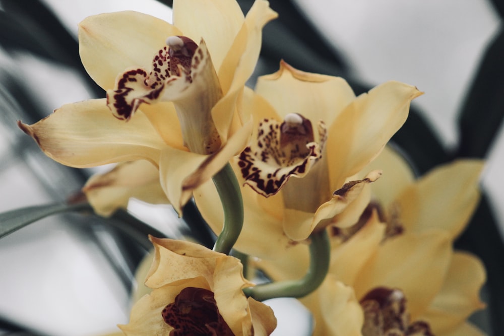 a bunch of yellow flowers with brown centers