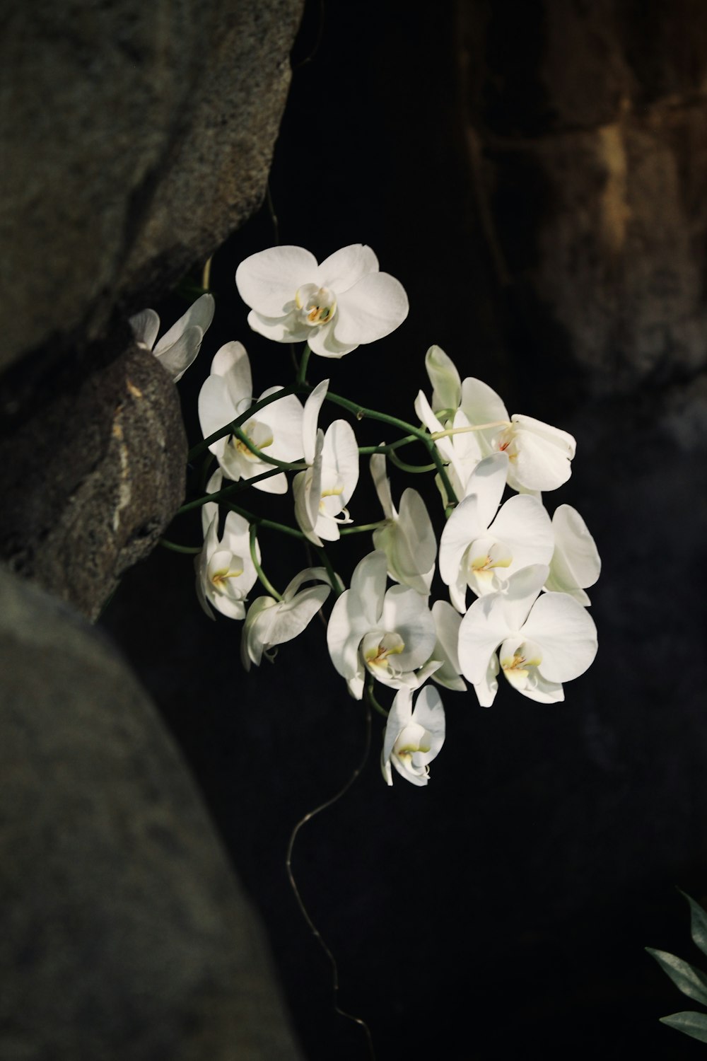 a bunch of white flowers sitting on top of a rock