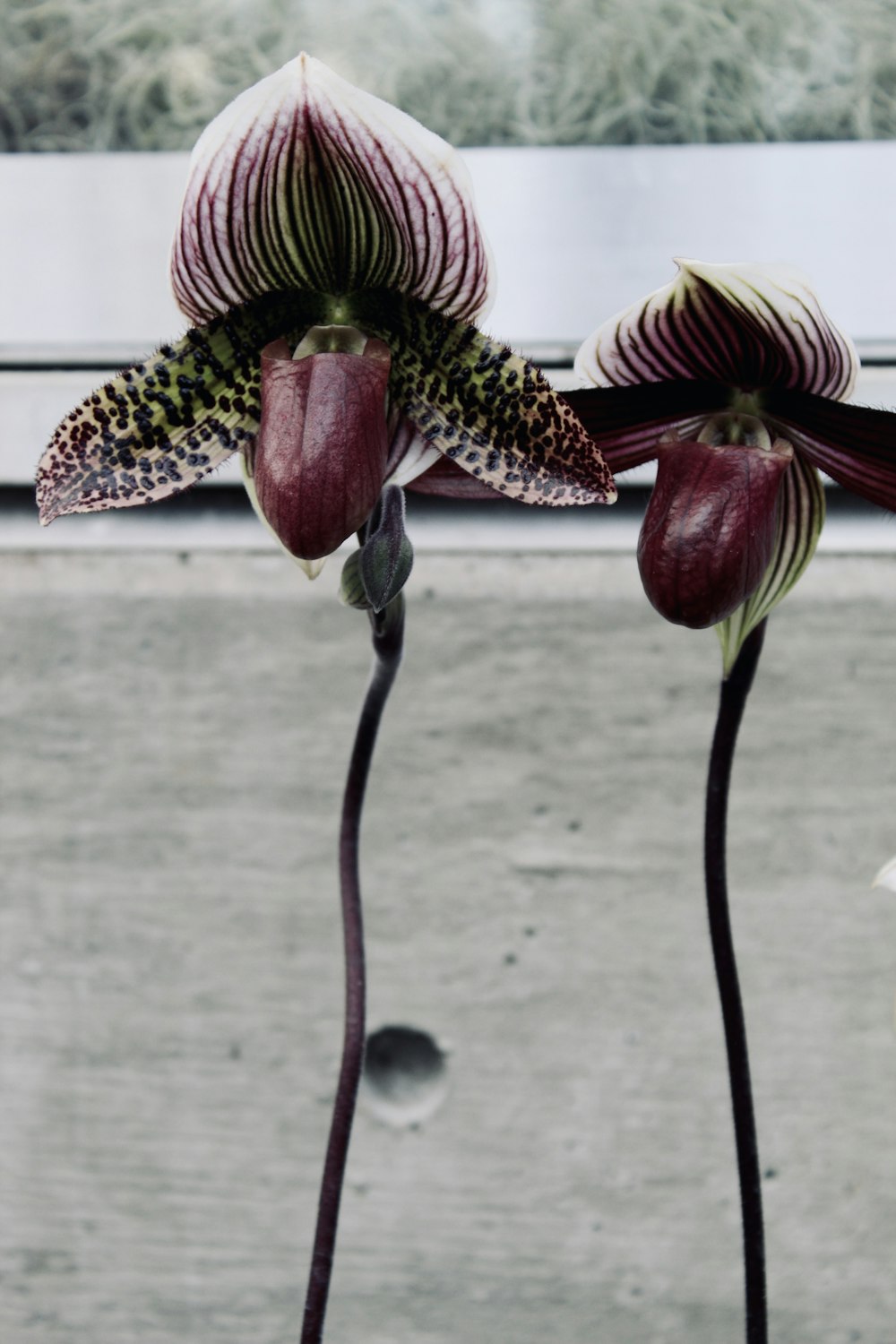 a couple of flowers that are in a vase