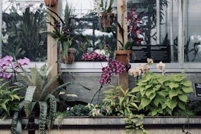 Rare ornamental plants with striking foliage displayed on wooden shelves inside the Sikkim Flora World greenhouse.