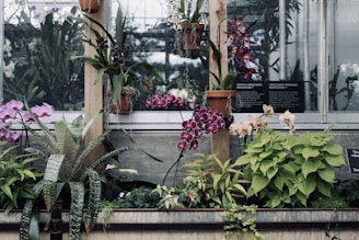 A beautiful orchid garden showcasing various species of orchids.