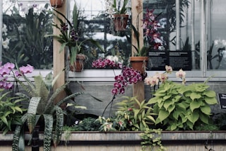 A collection of vibrant tropical plants and orchids displayed in a greenhouse setting. Various orchids in shades of purple, pink, and magenta are arranged in terracotta pots and accompanied by lush green foliage. The backdrop includes a window with signage indicating tropical collections.