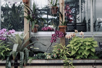 A beautiful orchid garden showcasing various species of orchids.