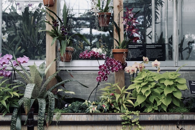 A collection of vibrant tropical plants and orchids displayed in a greenhouse setting. Various orchids in shades of purple, pink, and magenta are arranged in terracotta pots and accompanied by lush green foliage. The backdrop includes a window with signage indicating tropical collections.