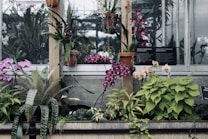 A collection of vibrant tropical plants and orchids displayed in a greenhouse setting. Various orchids in shades of purple, pink, and magenta are arranged in terracotta pots and accompanied by lush green foliage. The backdrop includes a window with signage indicating tropical collections.