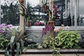 A collection of vibrant tropical plants and orchids displayed in a greenhouse setting. Various orchids in shades of purple, pink, and magenta are arranged in terracotta pots and accompanied by lush green foliage. The backdrop includes a window with signage indicating tropical collections.