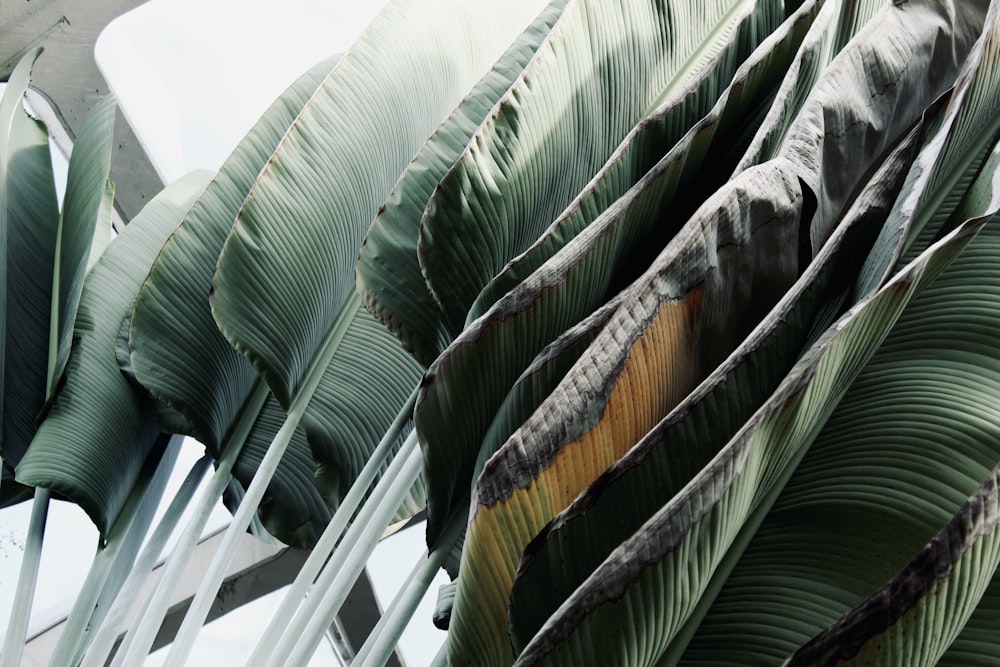 a close up of a large leafy plant