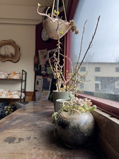 A cozy indoor garden filled with various potted plants and herbs on a wooden shelf.