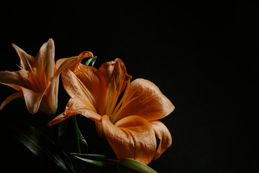 a close up of two orange flowers on a black background