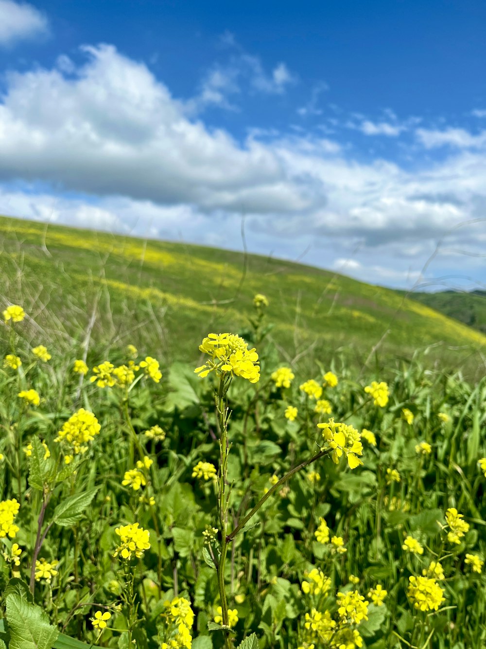 a field full of yellow flowers under a blue sky