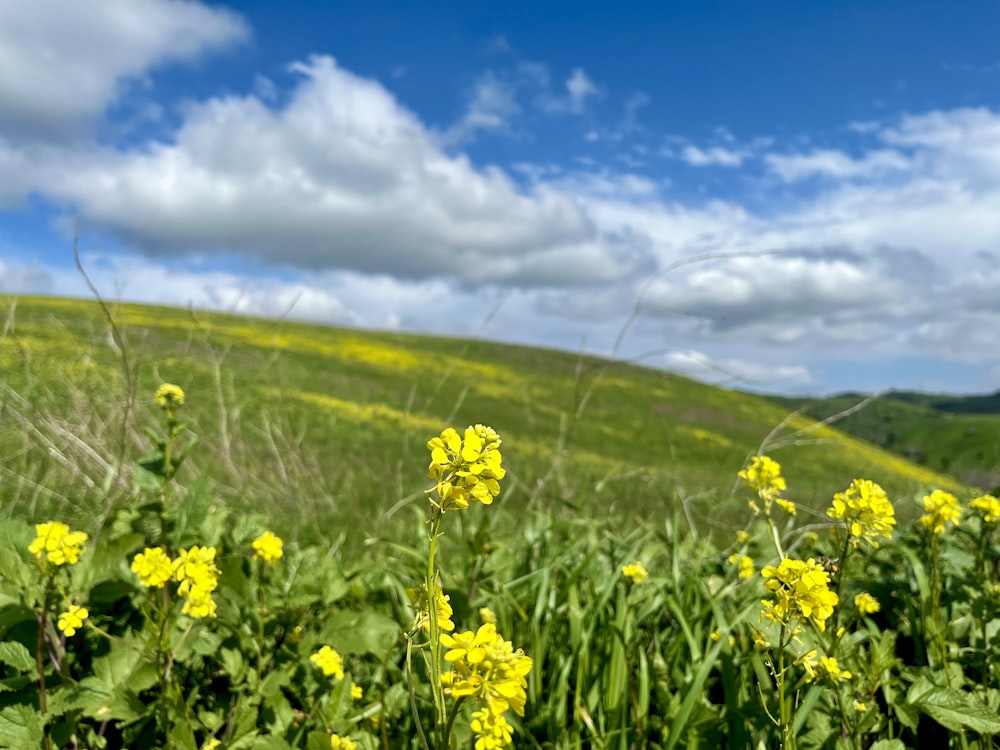 Ein Feld voller gelber Blumen unter einem bewölkt blauen Himmel