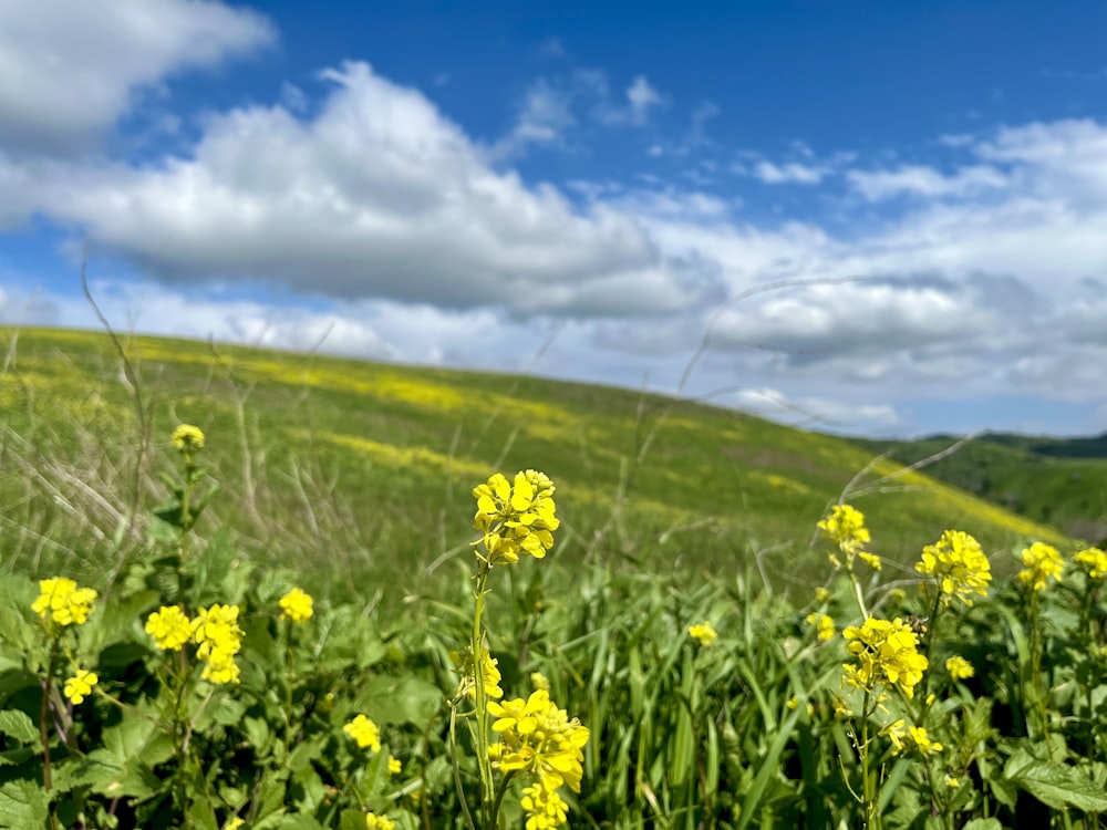 Un campo lleno de flores amarillas bajo un cielo azul nublado